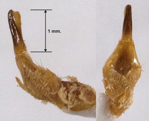 Réf. 232 285 : Synhoria senegalensis